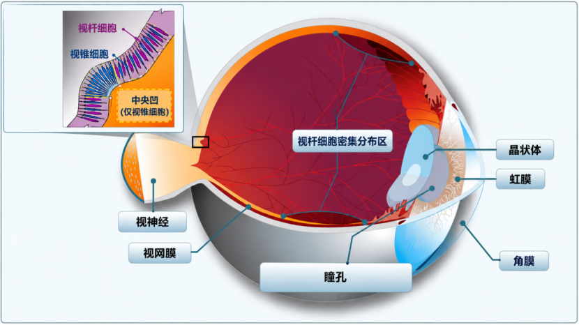 着陆阶段的视线转移